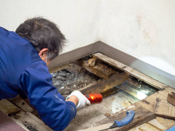 Best Crawl Space Mold Removal  in Safety Harbor, FL