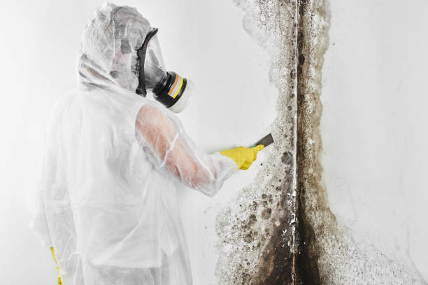Best Attic Mold Removal  in Safety Harbor, FL