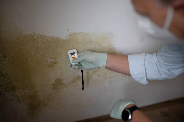 Home Mold Removal in Safety Harbor, FL