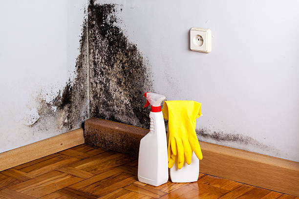 Best Mold Damage Repair  in Safety Harbor, FL