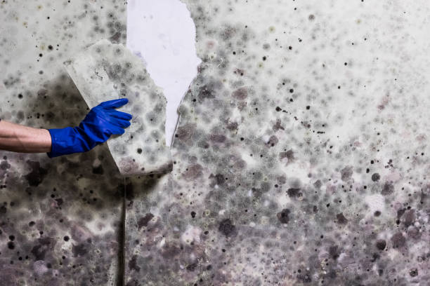 Best Black Mold Removal  in Safety Harbor, FL