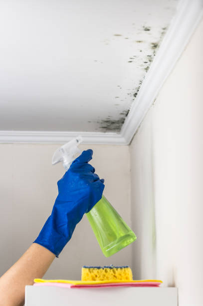 Professional Mold Removal in Safety Harbor, FL